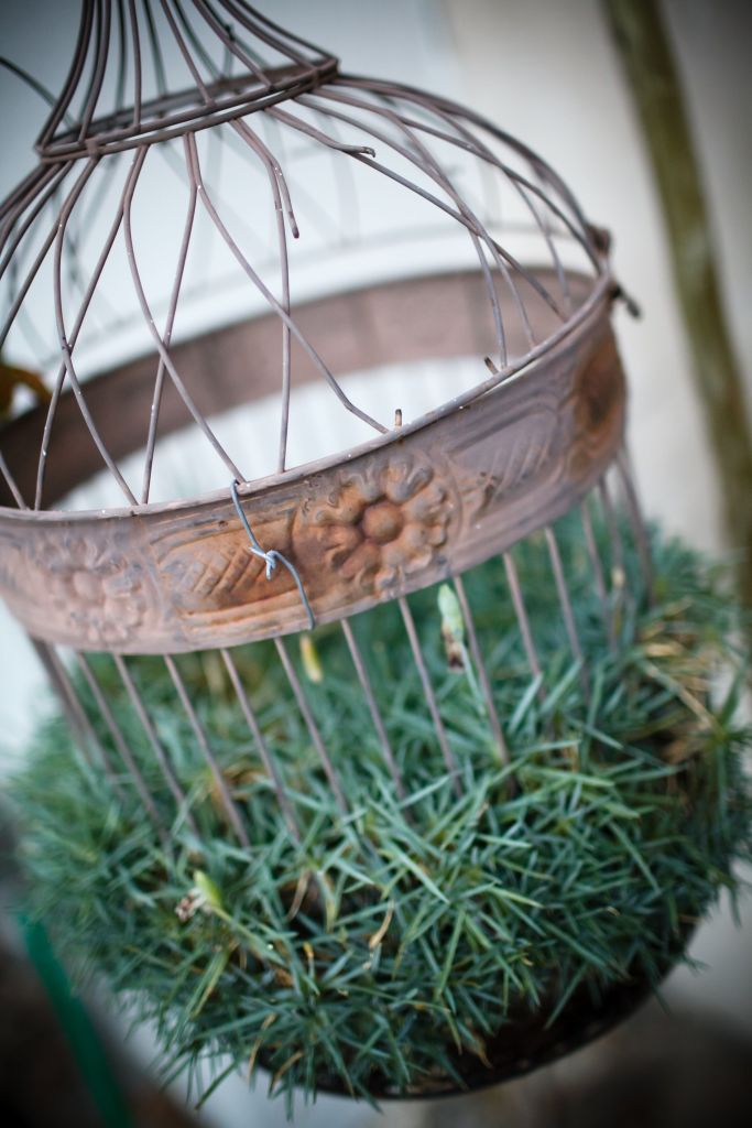 cute antique birdcage used as a planter for thick green foliage